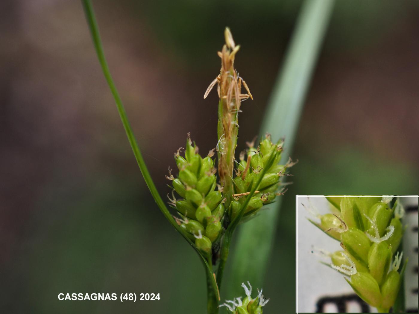 Sedge, Pale flower